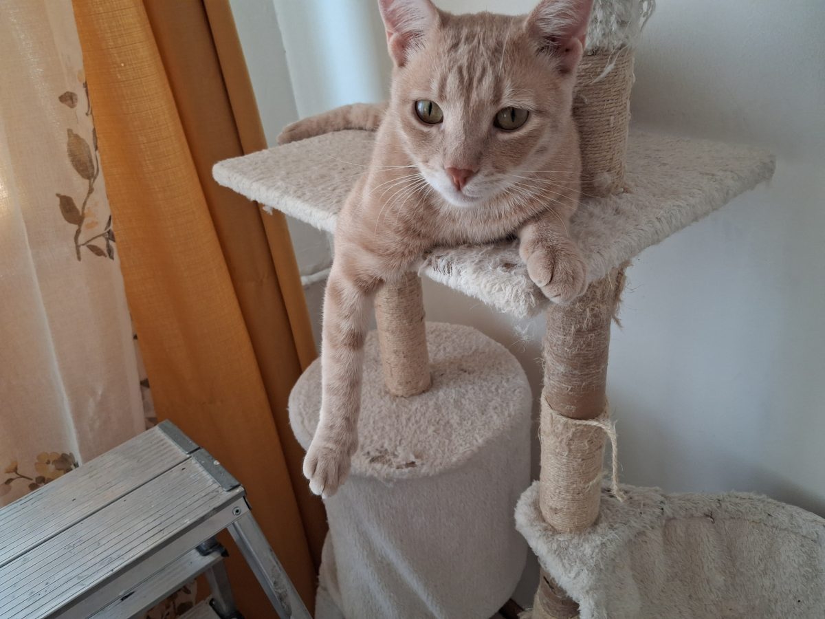 Mishu, motanel, spre adoptie, gratis