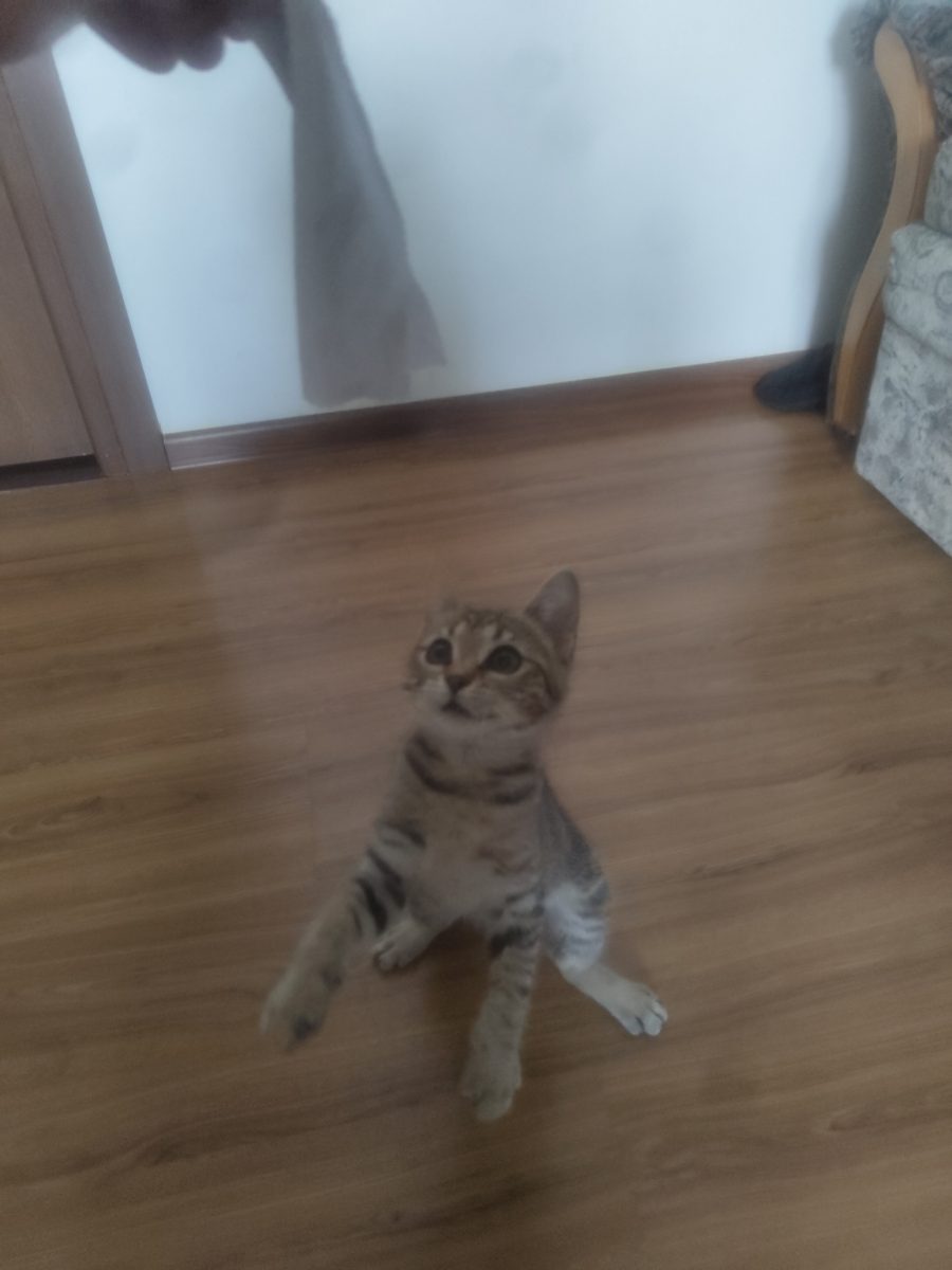 Ofer spre adopție pisicuță