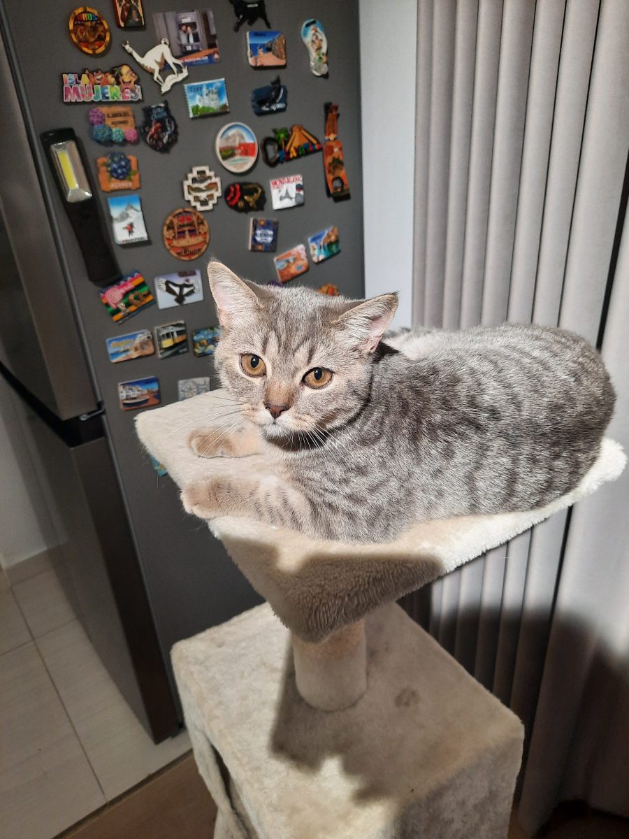 Pisoi