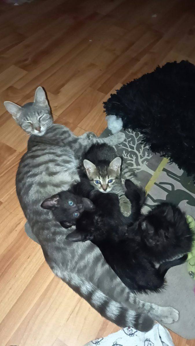 Adoptie 3 pisoi ,2 luni, Rasa Mixta Egiptan Mau / Europeana