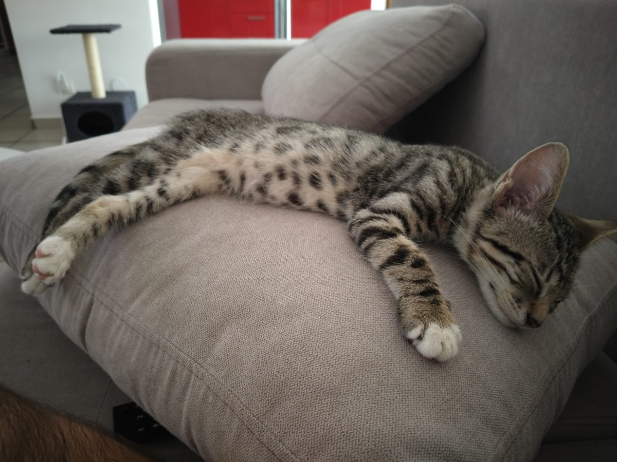 Dau spre adopție pui pisica aproximativ 6 luni