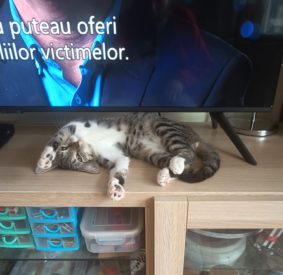 Pisicuță tare simpatică!