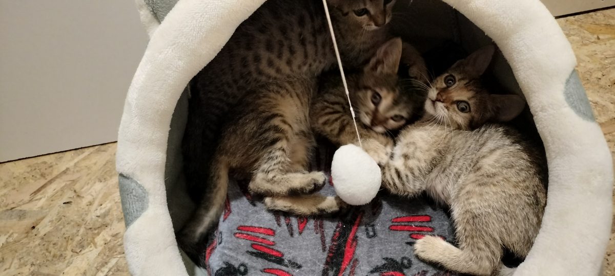 4 puișori frumoși