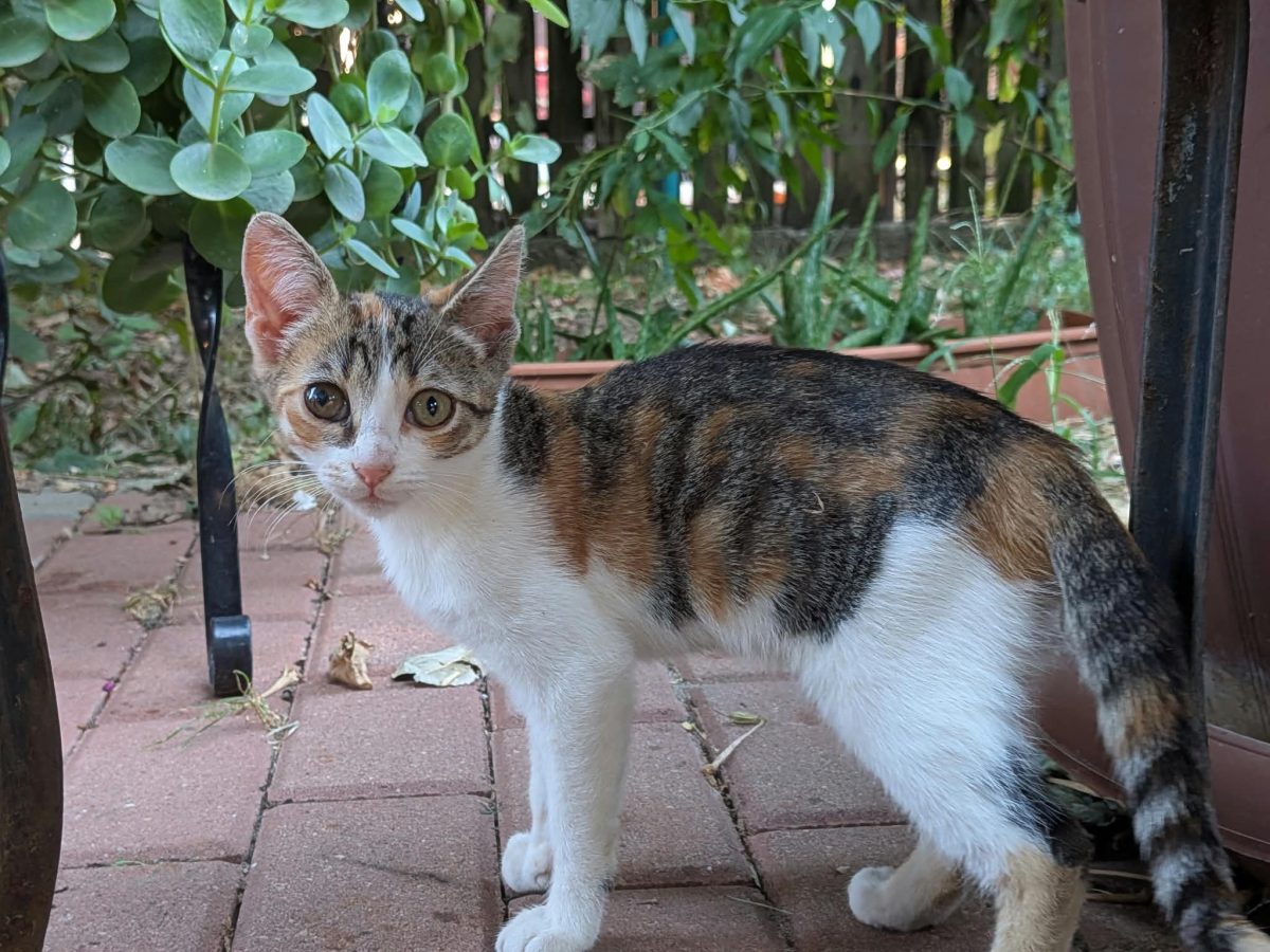 Ofer pui de pisica spre adoptie