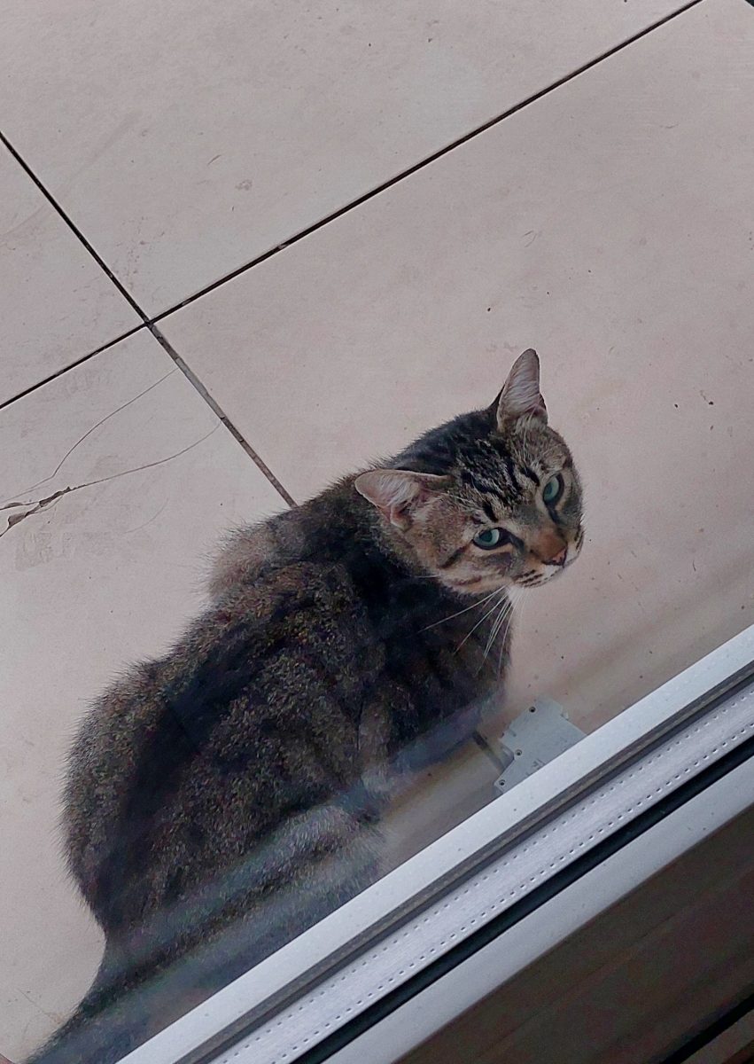 Bruno are nevoie urgenta de o familie iubitoare