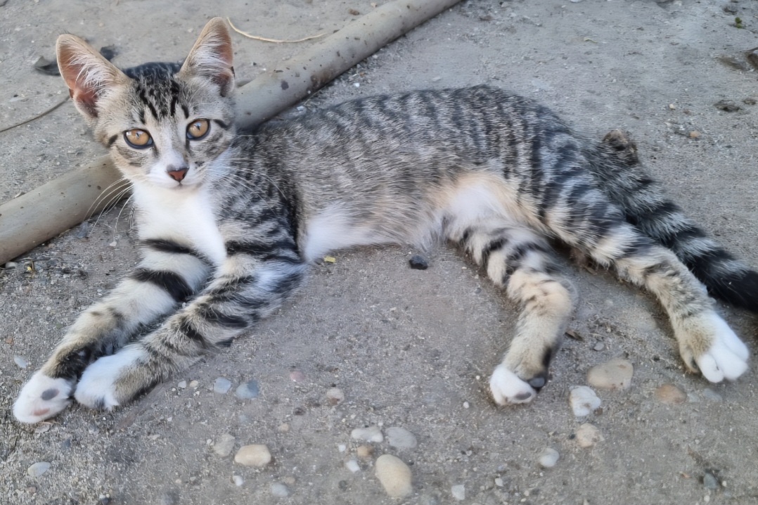 Pui de pisică pentru adopție 🐱❤️