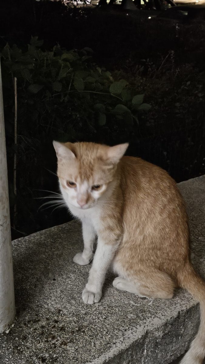 Pisoi portocaliu posibil abandonat