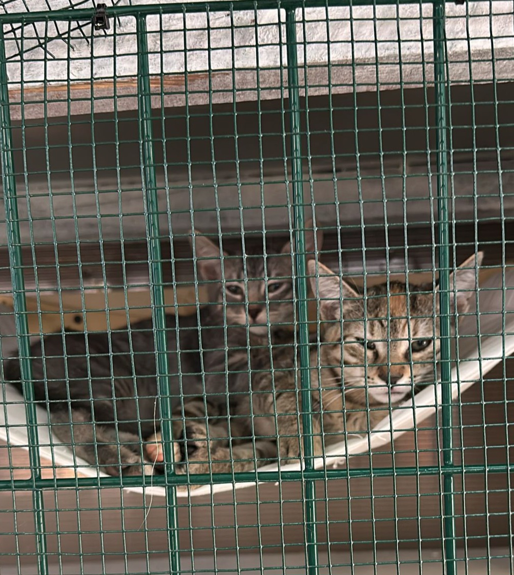 Două suflete care nu stiu să trăiască separat