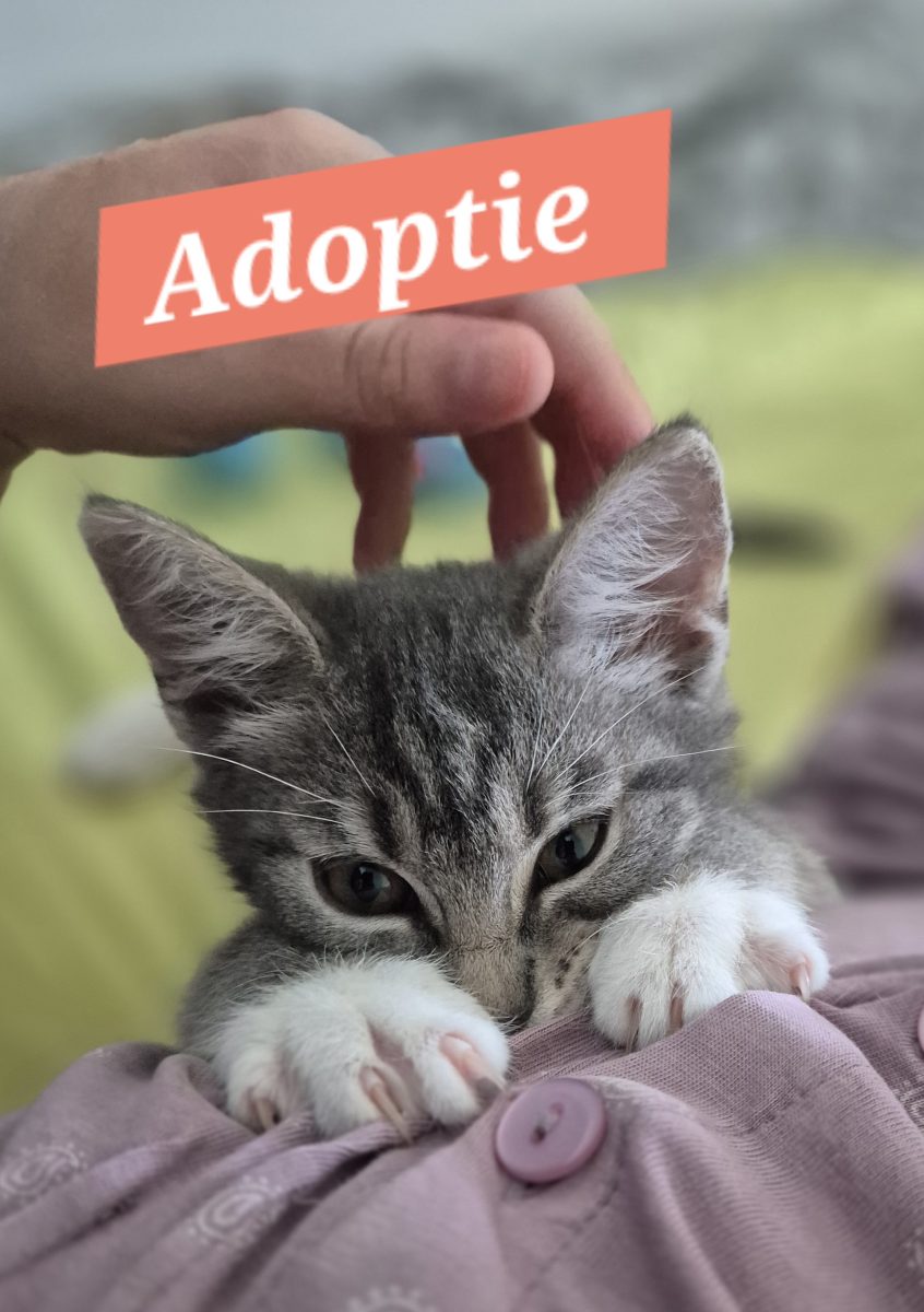 Adoptie motanel