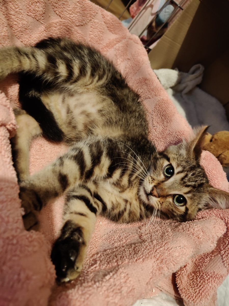 Tiger