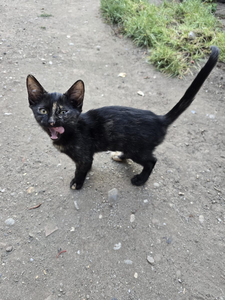Astrid si Nabi – adopta o pereche