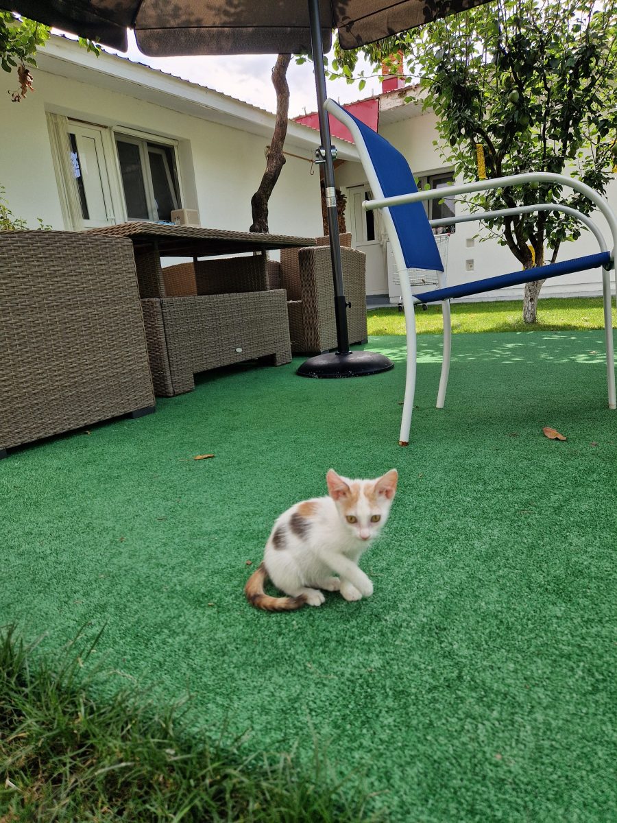 Pisicuta Calico