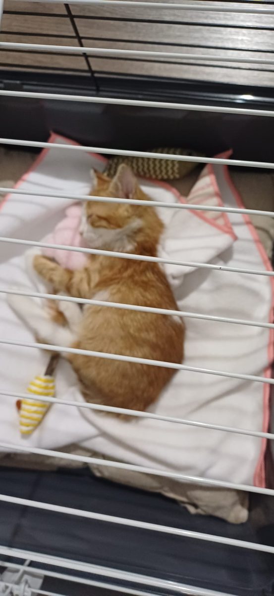 Motanei pentru adoptie