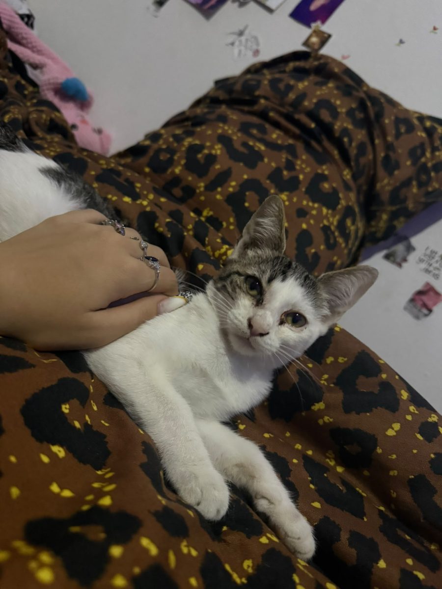 Pisoi Snitel isi cauta casa
