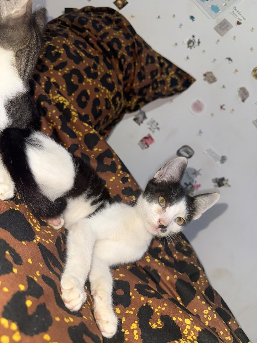 Pisoi Peri spre adoptie