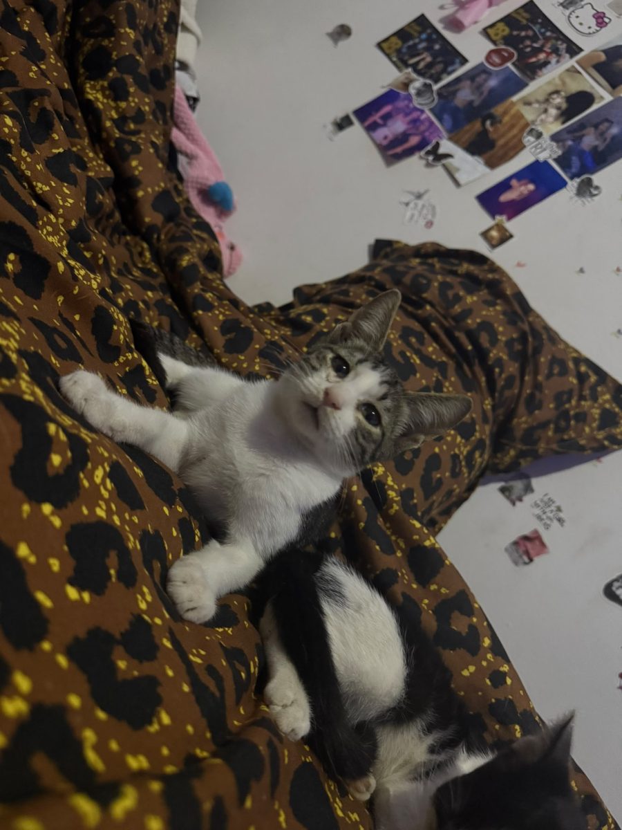 Pisoi Busuioc cauta adoptie