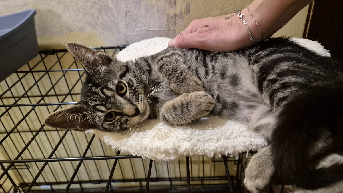 Motanel tigrat pt adoptie