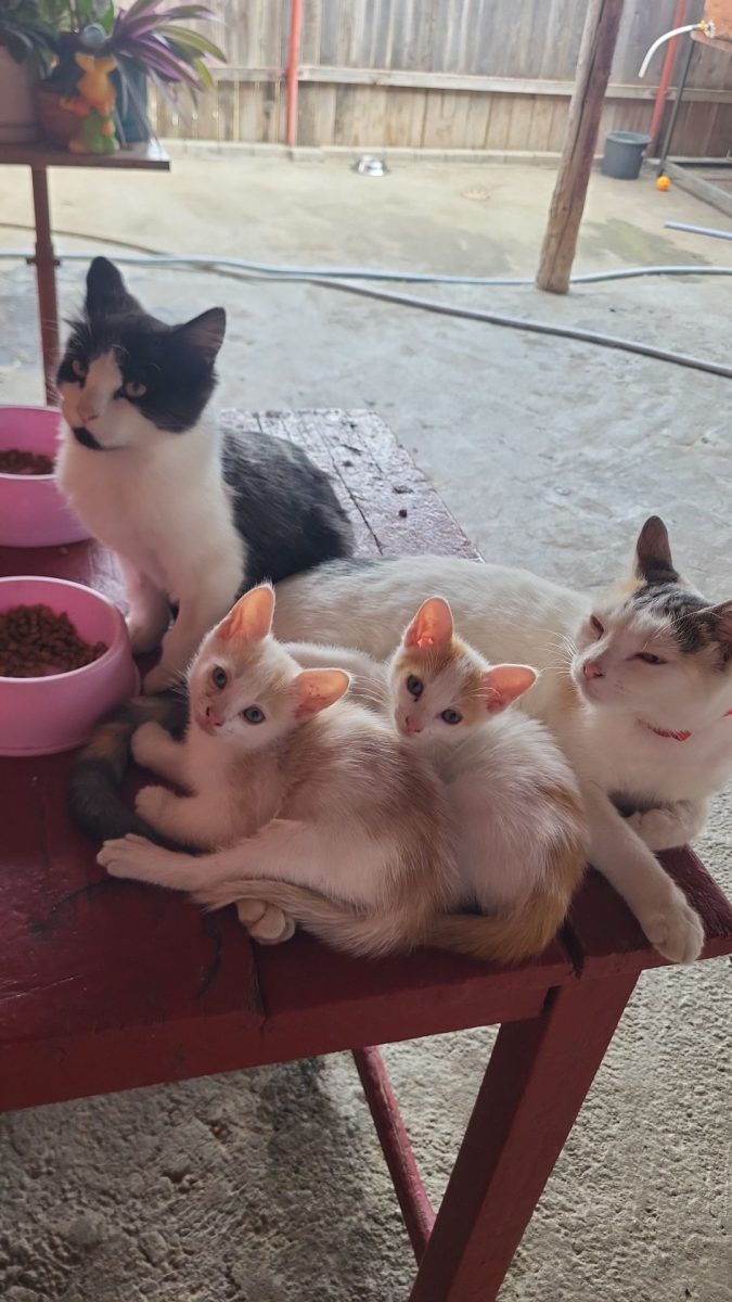 Puiuti dragalasi spre adopție
