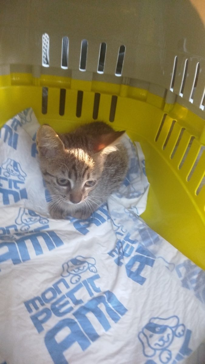 O pisică tare mică și tare frumușică își caută căsuța ei