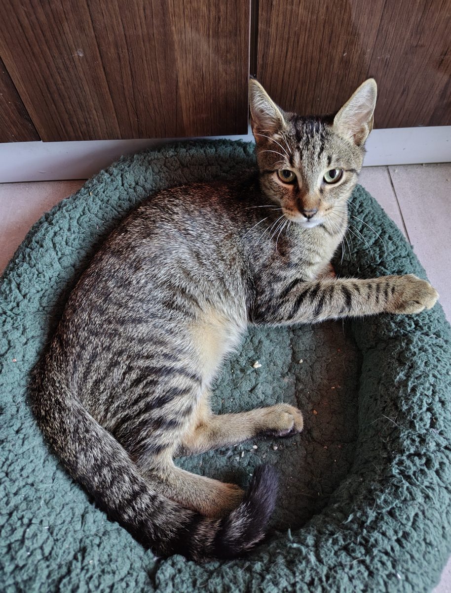 Bucuresti si imprejurimi: Motanelul Kimi isi cauta parinti umani  🐾