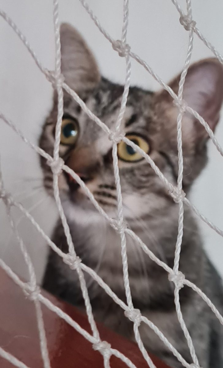 URGENT: Foster inchis!