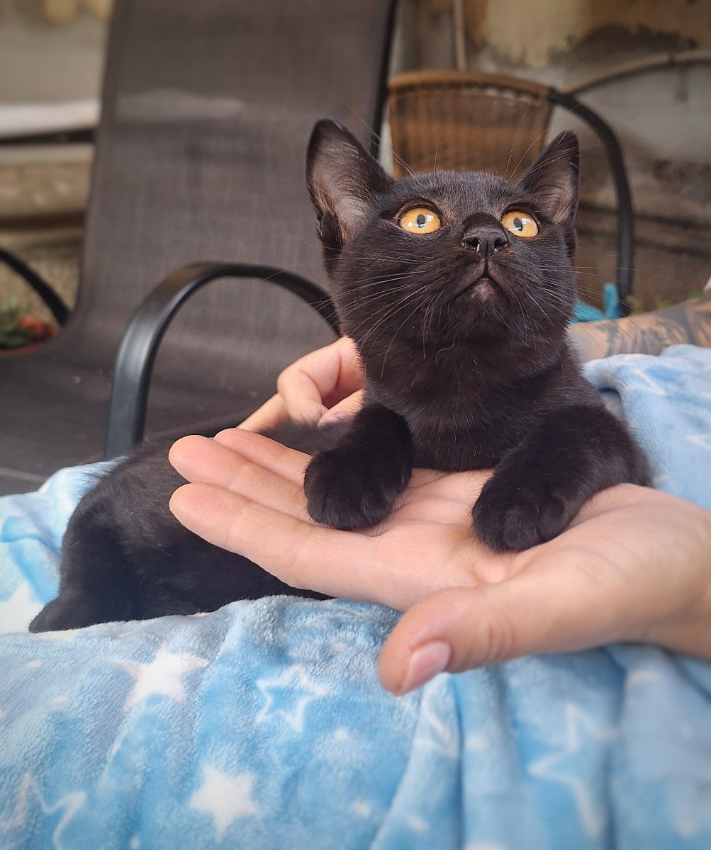 Vrei drăgăleli non-stop? Adopt-o pe Cassy!