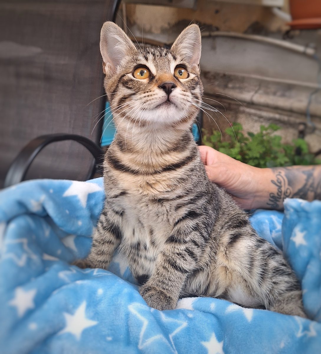 Benny va fi sufletul tău pereche dacă îl adopți