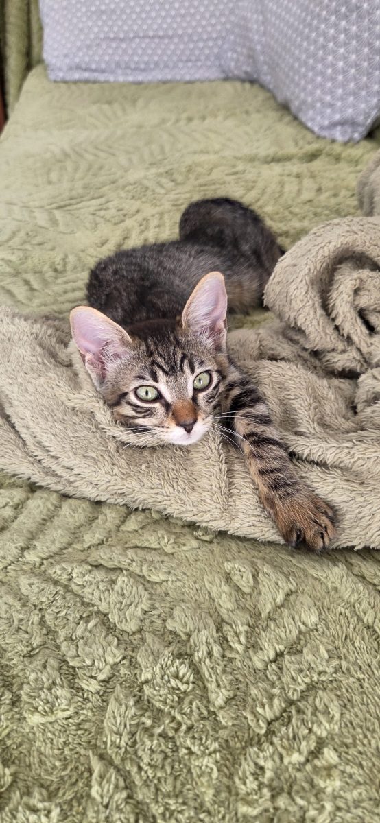 Motanel 3 luni vaccinat negativ FIV/FeLV