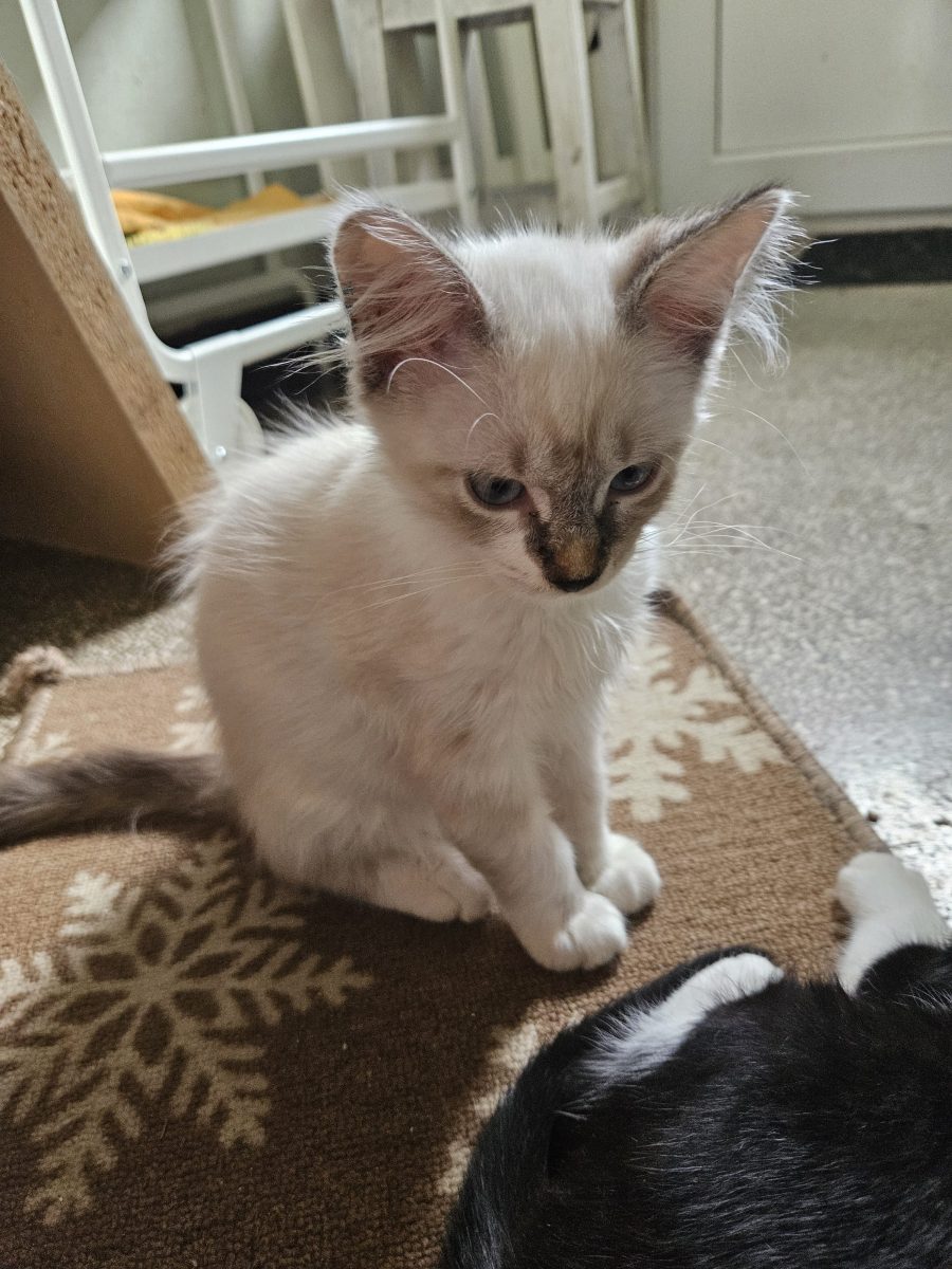 Adoptie motanel 3 Luni pe nume Puf