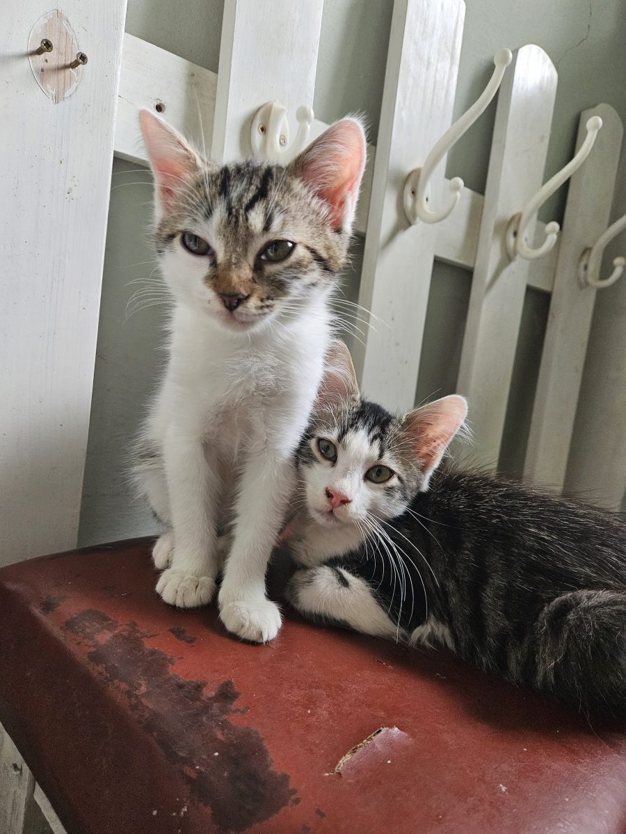Adoptie PIsicuta Caramel 3 luni