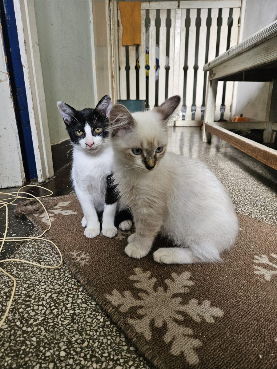 Ingeras – motane alb cu negrul 3 luni pt adoptie