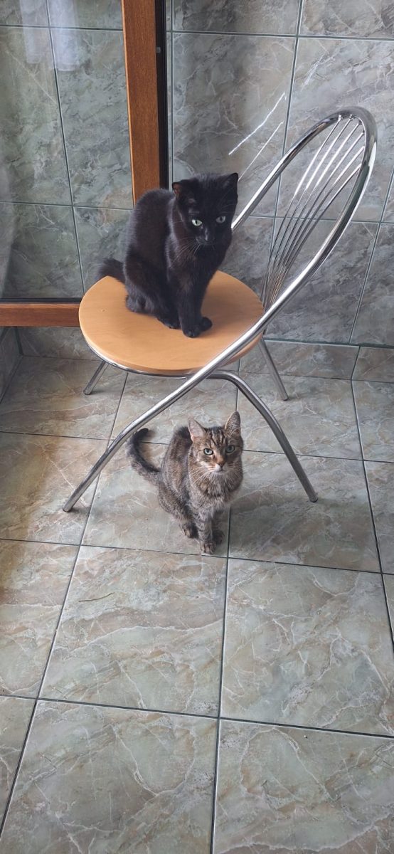 Două sufletele vor sa își continue viața impreuna intr-o familie minunata!♥️♥️♥️