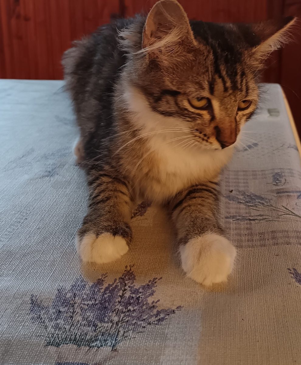 Cea mai frumoasă pisicuță isi caută familia!🥰🥰🥰
