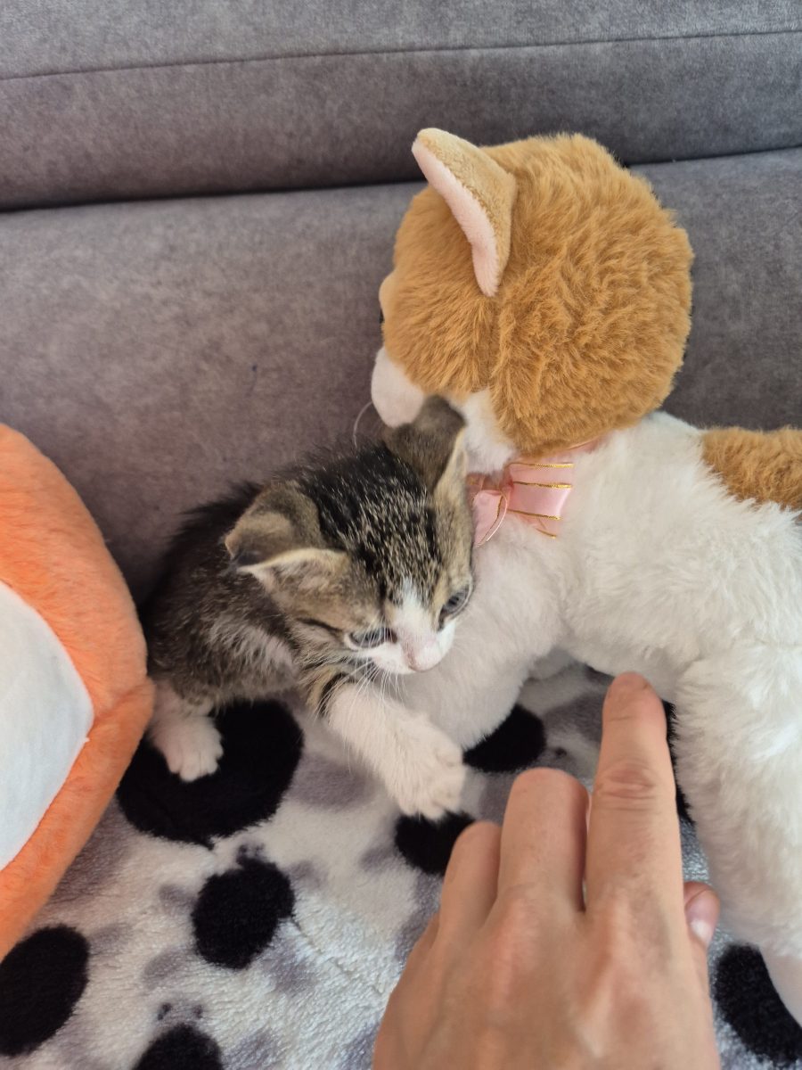 Adoptie pisici, pui de 1 luna, deparazitst, jucaus, torcacios