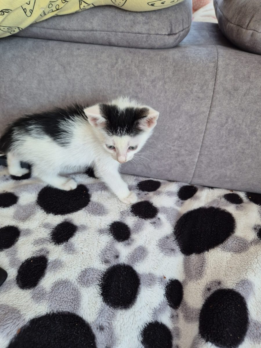 Pui de pisica 1 luna, deparazitati, jucausi, tigrat, alb cu negru
