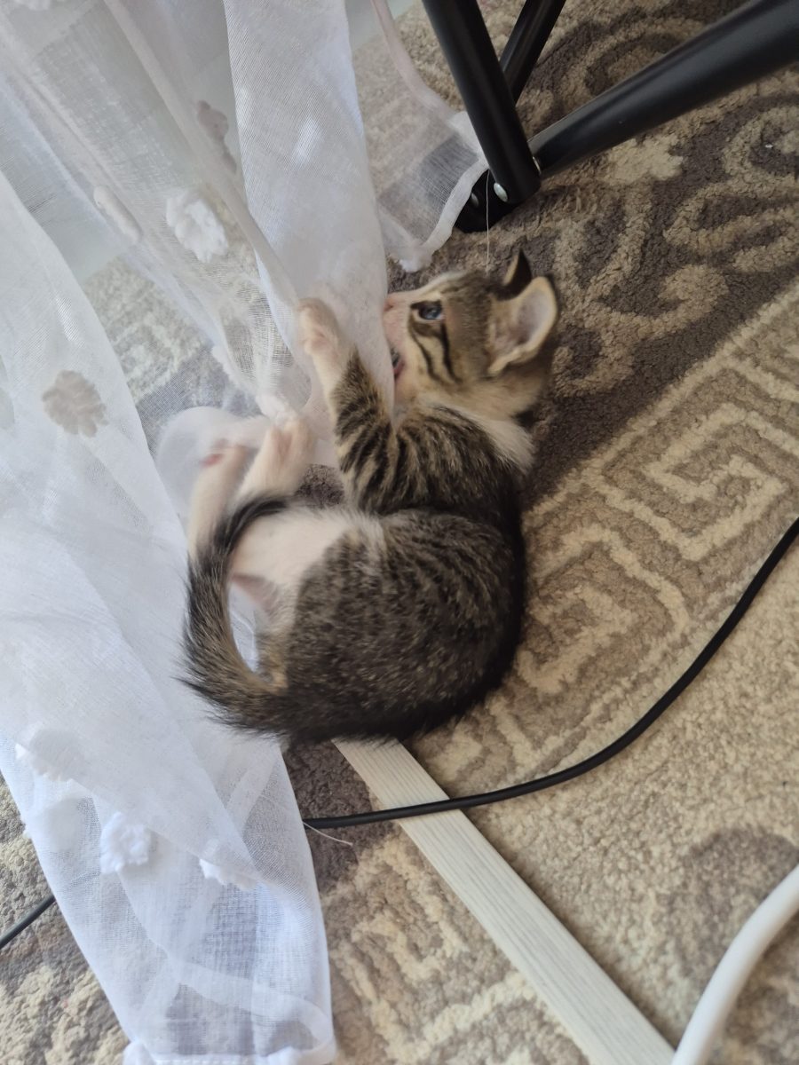 Adoptie pisici, pui de 1 luna, deparazitat, jucaus, torcacios