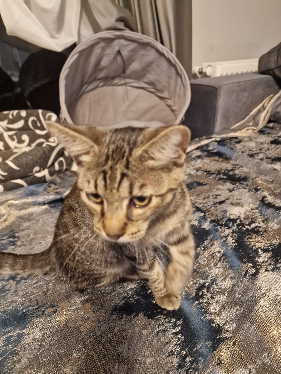 Thor cel tigrat cauta căsuța