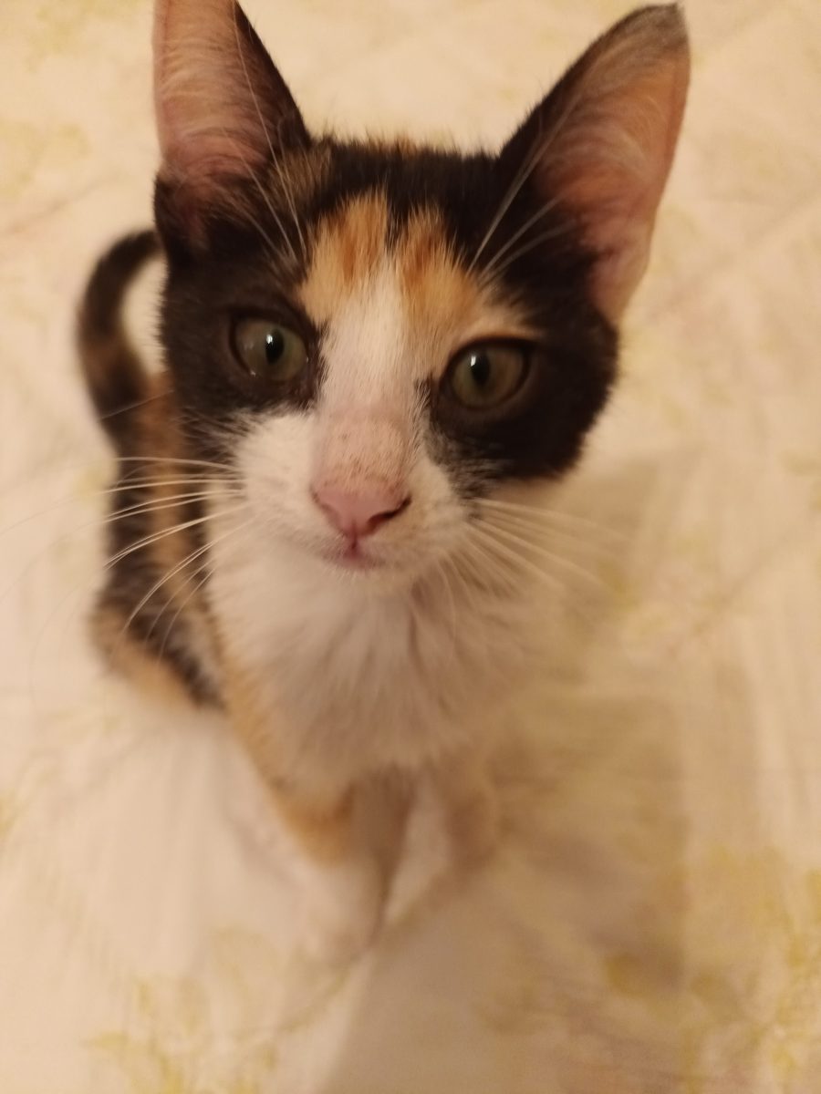 Ofer spre adoptie pisicuta 3-4 luni, blanita cu 3 culori:alb, cafeniu si negru(calico).