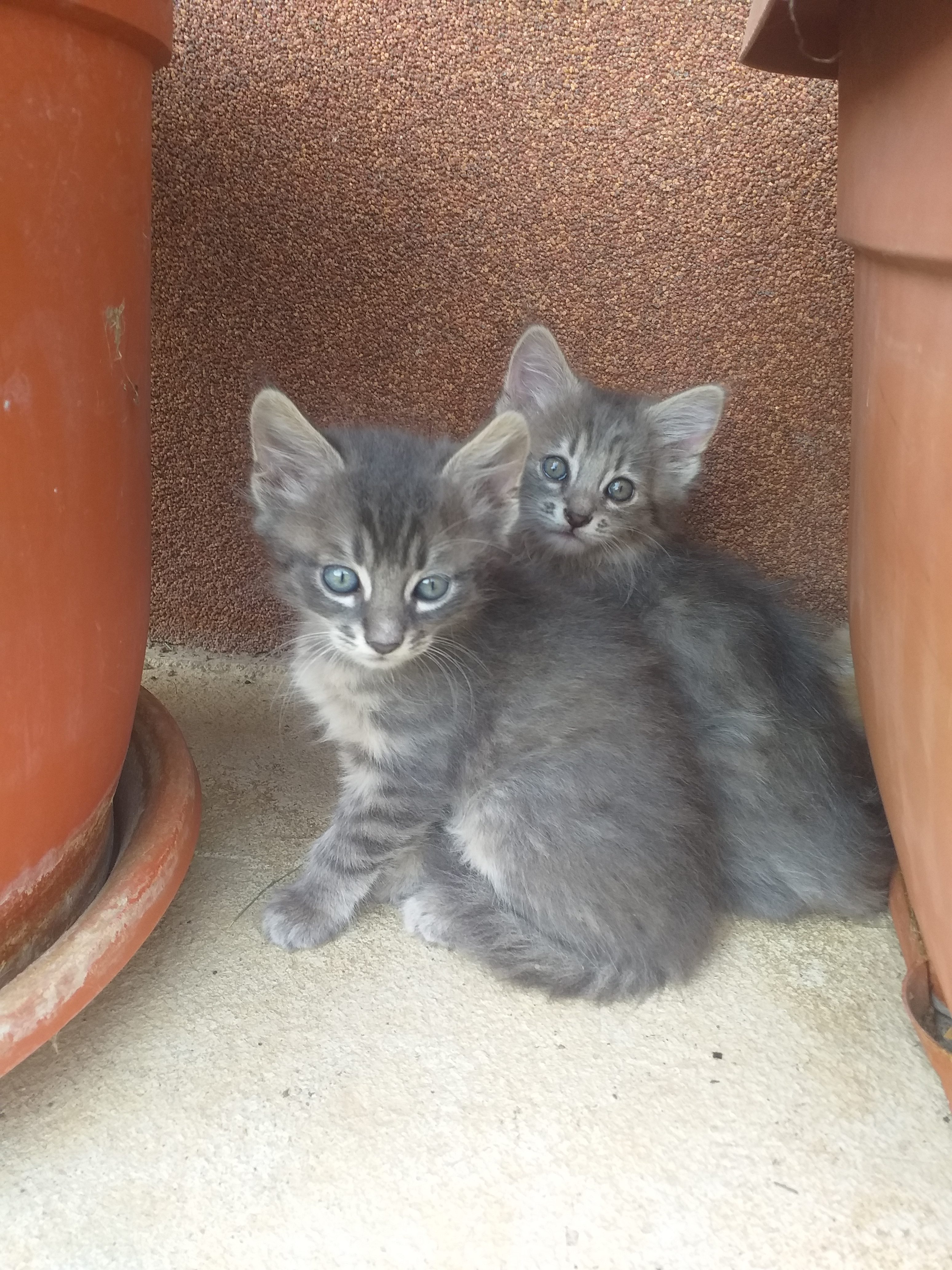Pui 1 lună, nepotica de Nebelung