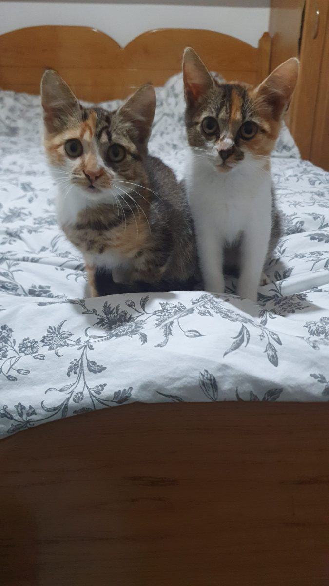 Mia si Fiona cauta familie iubitoare