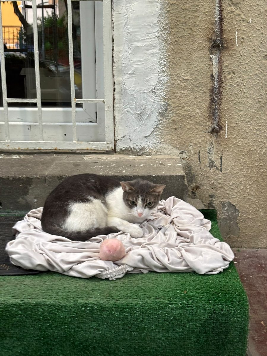 Sufletel abandonat cauta adoptie sau foster
