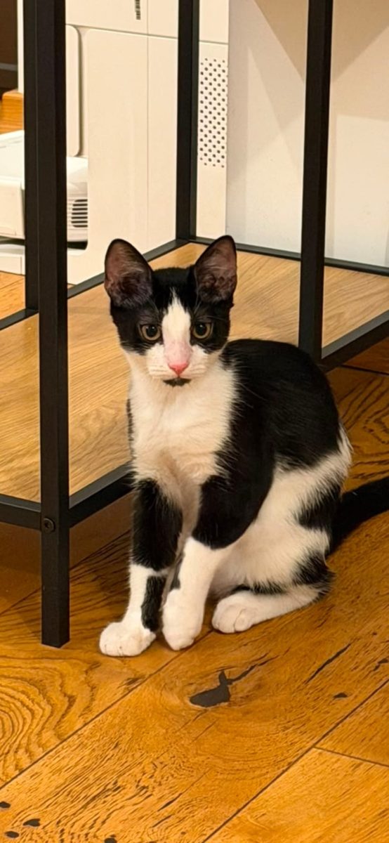 Elegant si iubitor are nevoie de adopție!💙💙💙