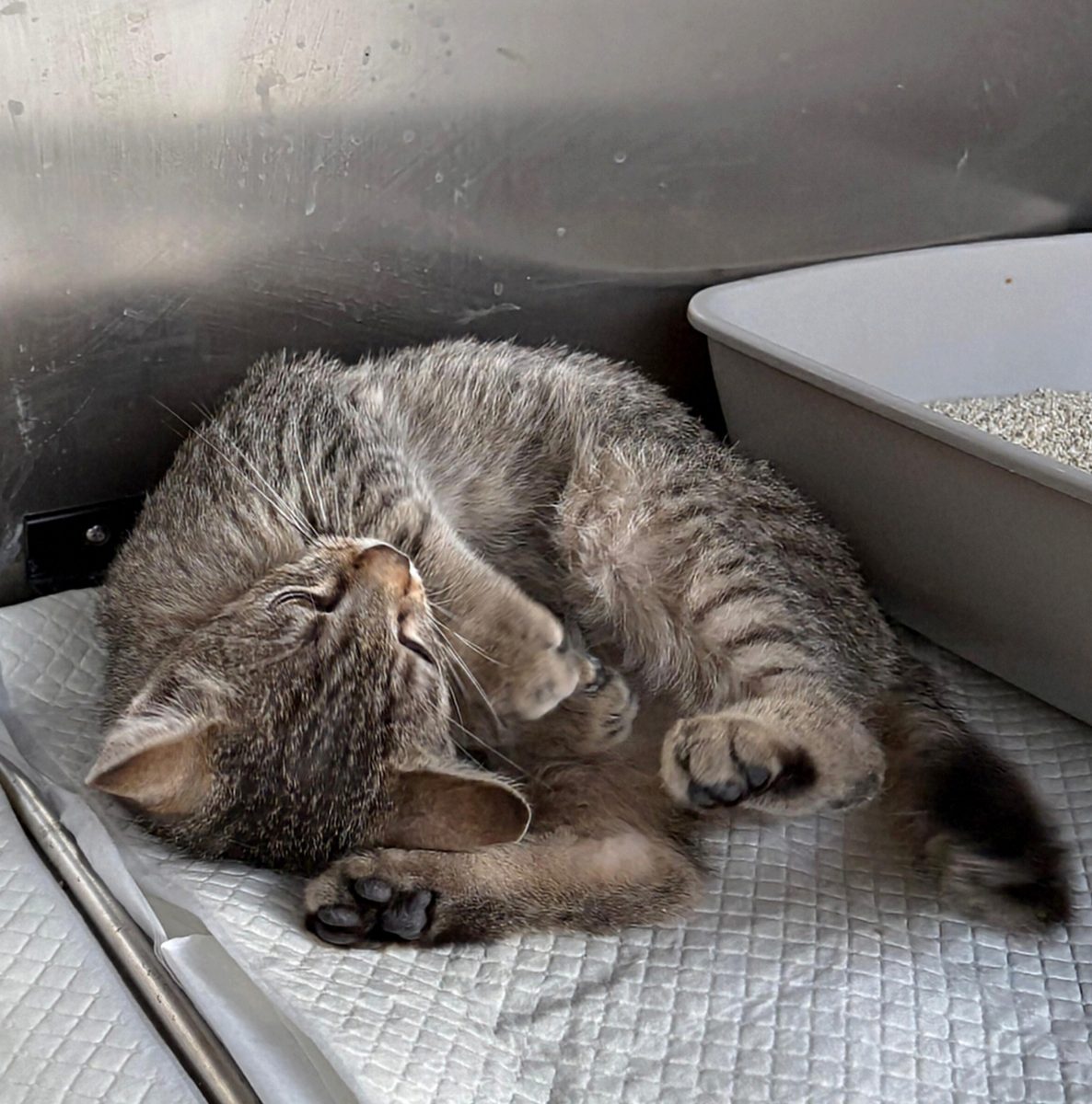 Teri, o comoară de motănel…