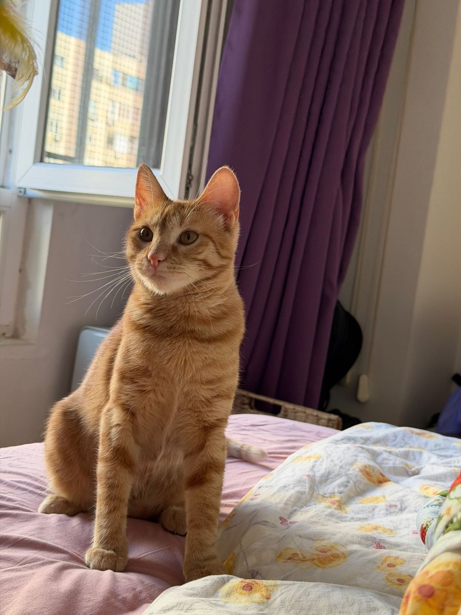 Eleganta Maya își caută o familie frumoasă!💗💗💗