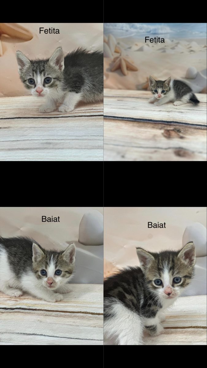 🐾 4 suflete mici își caută familia 🏡❤️