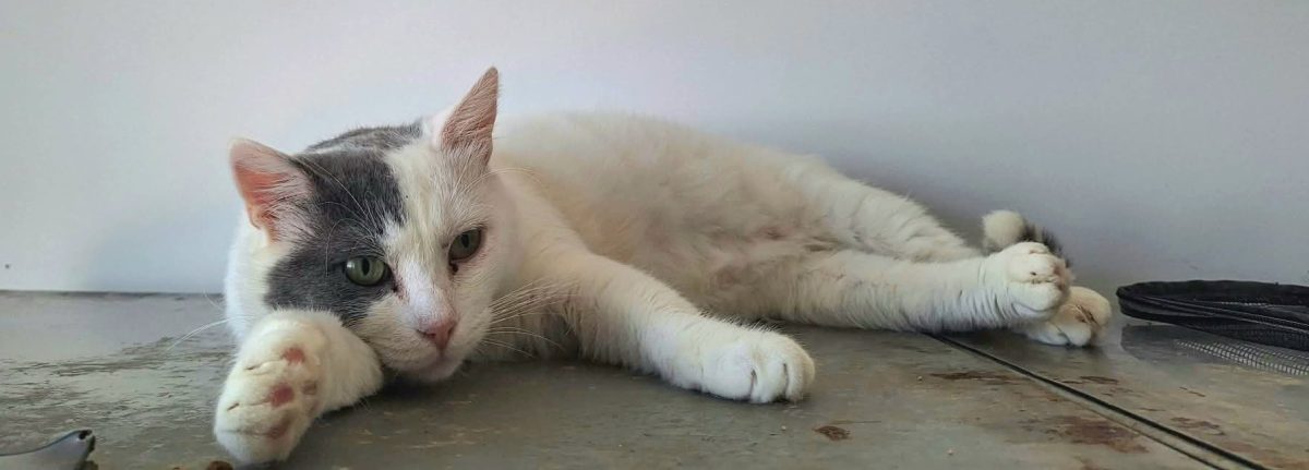 Adoptie motan castrat Simba