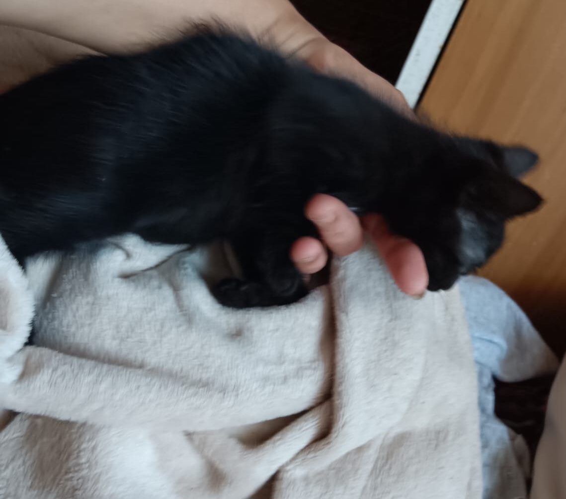Adoptie pui de pisica neagra Ana