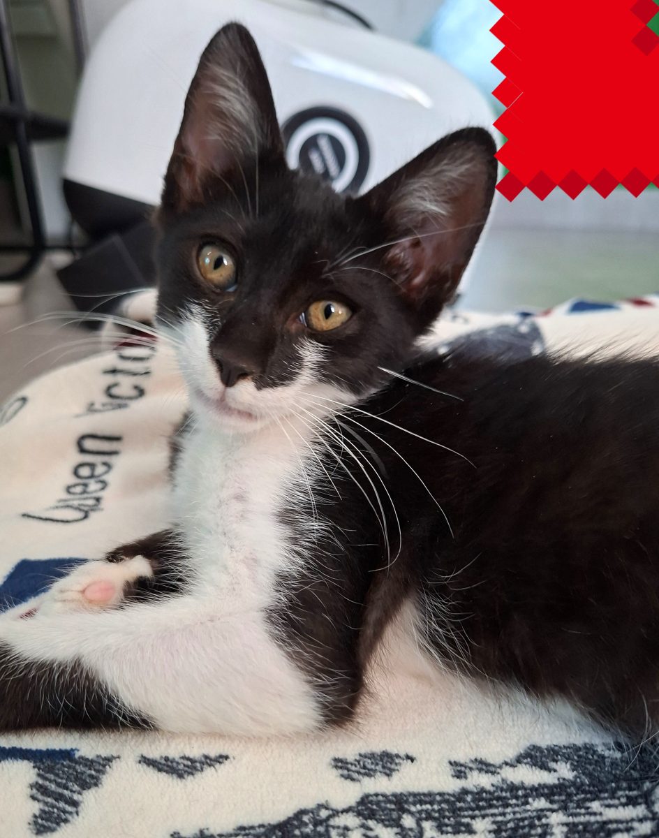 Adoptie pui de pisica