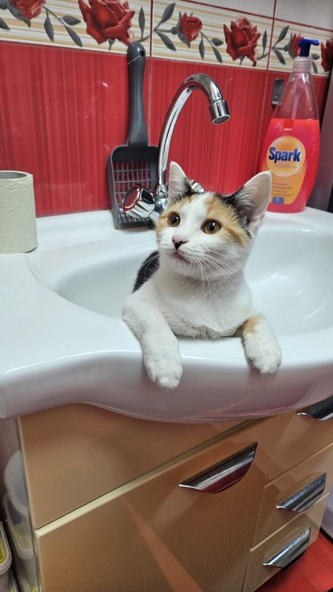 Frumoasa Maffin vrea să plece la casuta ei!💖💖💖