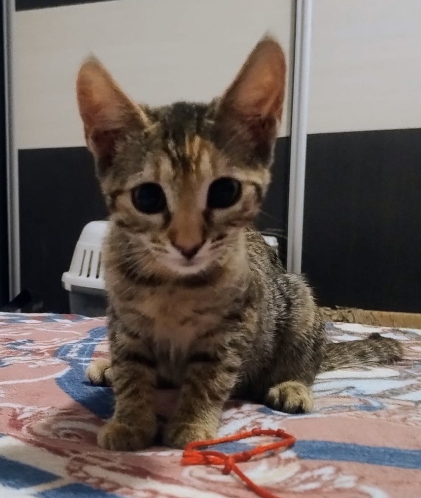Mica si Leia!Doua surioare in cautarea familiilor!😻😻😻